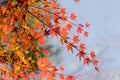 Red autumn leaf lighted up by sunshine in Obara, Nagoya, Japan Royalty Free Stock Photo