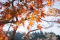 Red autumn leaf lighted up by sunshine in Obara, Nagoya, Japan Royalty Free Stock Photo