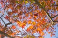 Red autumn leaf lighted up by sunshine in Obara, Nagoya, Japan Royalty Free Stock Photo