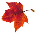 red autumn leaf of maple tree isolated Royalty Free Stock Photo