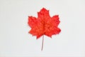 Red autumn leaf of Maple