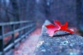Red autumn leaf on old wooden bridge Royalty Free Stock Photo