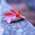 Red autumn leaf on old wooden bridge Royalty Free Stock Photo