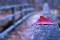 Red autumn leaf on old wooden bridge Royalty Free Stock Photo