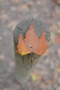 RED AUTUMN LEAF OVER A WOODEN POST OR FRENCE. HIGH ANGLE VIEW. Royalty Free Stock Photo