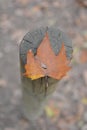 RED AUTUMN LEAF OVER A WOODEN POST OR FRENCE. HIGH ANGLE VIEW.