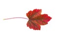 Red autumn leaf from park outdoor isolated on white background Royalty Free Stock Photo