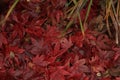 Fall leaves in a pile.