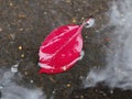 Red autumn leaf in a puddle Royalty Free Stock Photo