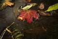 Red autumn leaf in a puddle close up Royalty Free Stock Photo