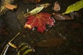 Red autumn leaf in a puddle close up Royalty Free Stock Photo