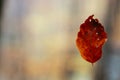 Red autumn leaf soaring in the air on a spider thread on a blurred forest background