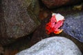 Red Autumn Leaf in water Royalty Free Stock Photo