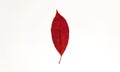 Red autumn leaf on a white background