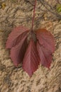 Red autumn leaf of wild grape Royalty Free Stock Photo