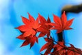 Red autumn leafs with clear sky background Royalty Free Stock Photo
