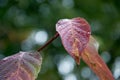 Red autumn leafs Royalty Free Stock Photo