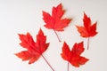 Red autumn leafs on a white background. Royalty Free Stock Photo