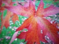 Red autumn leave Royalty Free Stock Photo