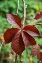 Red autumn leave on a twig Royalty Free Stock Photo