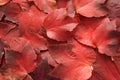 Red autumn leaves Royalty Free Stock Photo