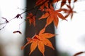 Coloured autumn leaves in the arboretum Royalty Free Stock Photo