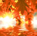 Red autumn leaves Royalty Free Stock Photo