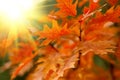 Red autumn leaves Royalty Free Stock Photo