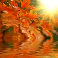 Red autumn leaves Royalty Free Stock Photo