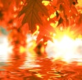 Red autumn leaves Royalty Free Stock Photo