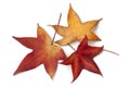 Red autumn leaves of an American sweetgum tree