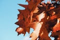 Red autumn leaves blue sky background. Autumn sunny landscape. Copy space reddish oak leaves closeup. Royalty Free Stock Photo