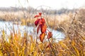 Red autumn leaves on a branch of a young tree near a river in a thicket of dry grass Royalty Free Stock Photo