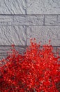 Red autumn leaves bush and grey colour stone wall Royalty Free Stock Photo