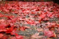 Red Autumn