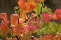 Red autumn leaves close-up