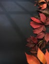 red autumn leaves on a dark background. close-up. Royalty Free Stock Photo