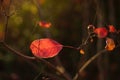 Red autumn leaves in dark background with sun light Royalty Free Stock Photo