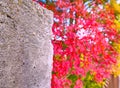 Red autumn leaves in fence, garden background. Autumn scene Royalty Free Stock Photo