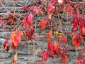 Red autumn leaves on a grey schicht rock wall abstract background Royalty Free Stock Photo
