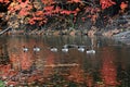 Red autumn leaves hand over geese in the Cleveland Metroparks - OHIO