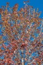 Red autumn leaves isolated against a blue sky Royalty Free Stock Photo