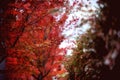 Red autumn leaves, japanese maple with blurred background