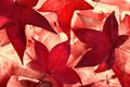 Red autumn leaves with light shining through Royalty Free Stock Photo