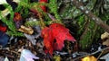 Red Autumn Leaves_01 in October Royalty Free Stock Photo