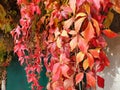 Red autumn leaves of Parthenocissus quinquefolia Royalty Free Stock Photo