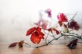 Red autumn leaves on thin twigs against a gray background, blurry abstracted by a fogged glass pane, fall and winter still life,