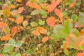 Red autumn leaves, very shallow focus, sunny autumnal day