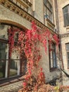 Red autumn leaves on the wall of an old building Royalty Free Stock Photo