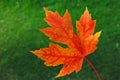 Red Autumn Maple Leaf